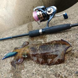 デイエギングで胴長２０ｃｍ